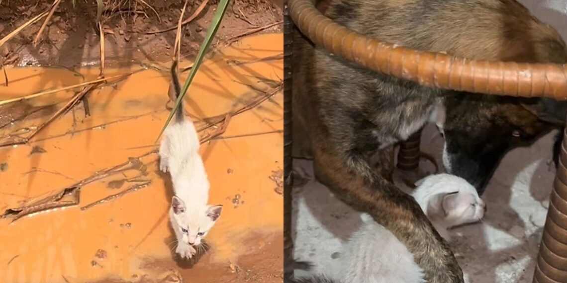 Encontrados na chuva, gatinhos ganham proteção de uma cadela e surpreendem pela convivência