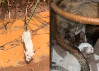 Encontrados na chuva, gatinhos ganham proteção de uma cadela e surpreendem pela convivência