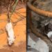Encontrados na chuva, gatinhos ganham proteção de uma cadela e surpreendem pela convivência