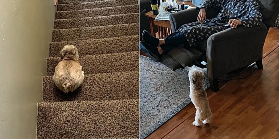 A cachorrinha sem as patas dianteiras que surpreende com sua rotina cheia de energia