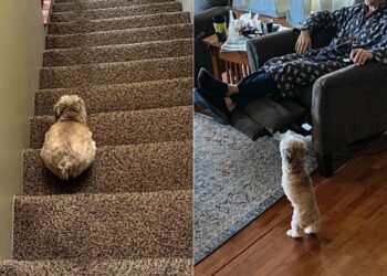 A cachorrinha sem as patas dianteiras que surpreende com sua rotina cheia de energia