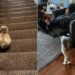 A cachorrinha sem as patas dianteiras que surpreende com sua rotina cheia de energia