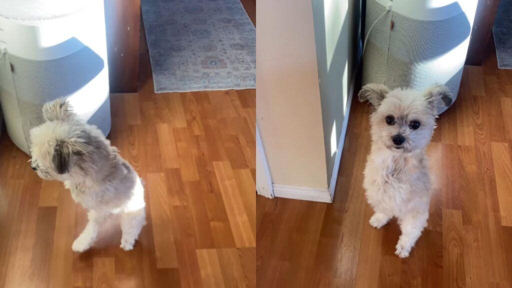 A cachorrinha sem as patas dianteiras que surpreende com sua rotina cheia de energia