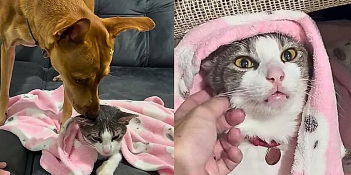 Cadela surpreende ao proteger gata sedada e rosna para tutores em cena emocionante