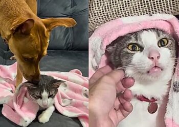 Cadela surpreende ao proteger gata sedada e rosna para tutores em cena emocionante