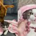 Cadela surpreende ao proteger gata sedada e rosna para tutores em cena emocionante
