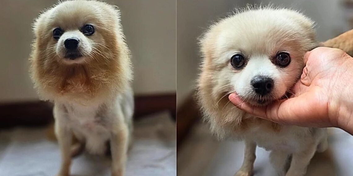 Cachorro foi anunciado em troca de uma geladeira e o final emocionou milhares de pessoas