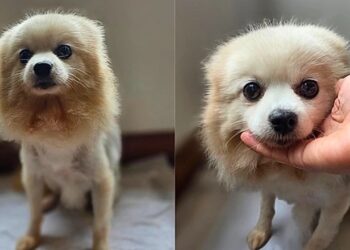 Cachorro foi anunciado em troca de uma geladeira e o final emocionou milhares de pessoas