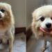 Cachorro foi anunciado em troca de uma geladeira e o final emocionou milhares de pessoas