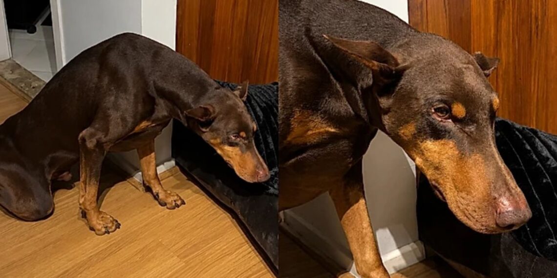 Dobermann é flagrado após destruir a almofada e sua reação conquista a internet