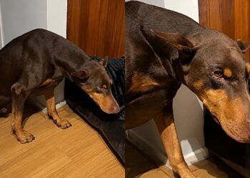 Dobermann é flagrado após destruir a almofada e sua reação conquista a internet