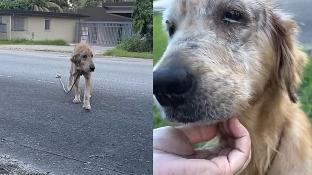 pet-64-1024x576 Cadela em estado crítico ganha segunda chance e sua mudança viraliza nas redes