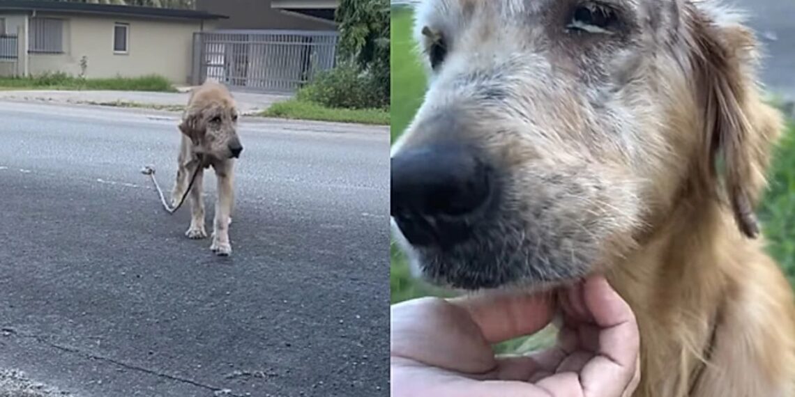 Mulher resgata animal debilitado e transformação de Golden Retriever impressiona internautas