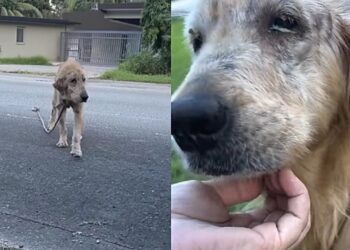 Mulher resgata animal debilitado e transformação de Golden Retriever impressiona internautas
