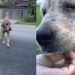 Mulher resgata animal debilitado e transformação de Golden Retriever impressiona internautas