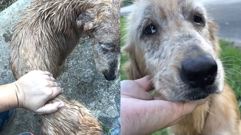 Mulher resgata animal debilitado e transformação de Golden Retriever impressiona internautas