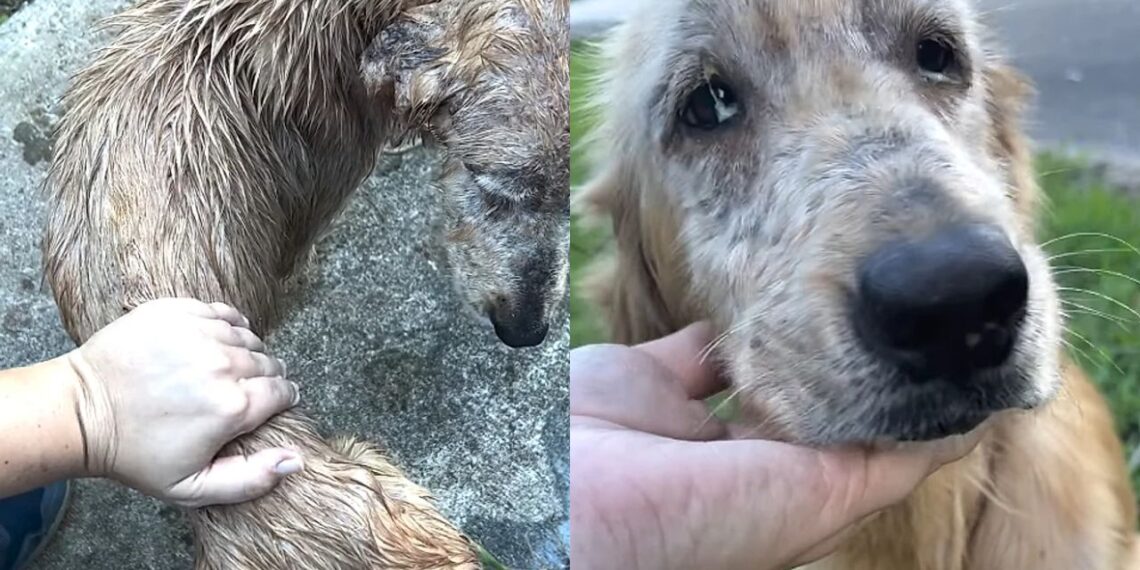 Mulher resgata animal debilitado e transformação de Golden Retriever impressiona internautas