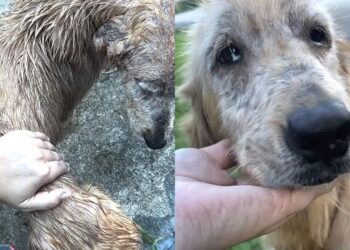 Mulher resgata animal debilitado e transformação de Golden Retriever impressiona internautas