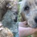 Mulher resgata animal debilitado e transformação de Golden Retriever impressiona internautas