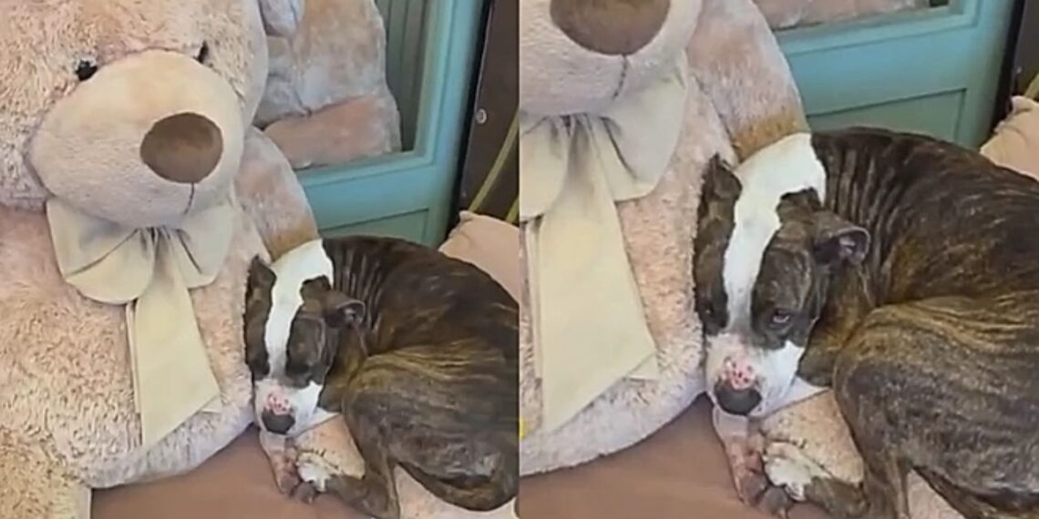 Cachorrinha carente e com olhar triste busca conforto em urso de pelúcia após abandono