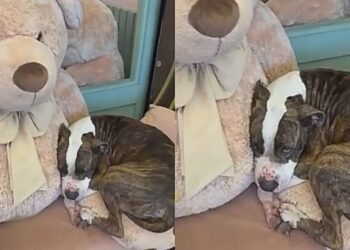 Cachorrinha carente e com olhar triste busca conforto em urso de pelúcia após abandono