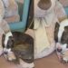 Cachorrinha carente e com olhar triste busca conforto em urso de pelúcia após abandono