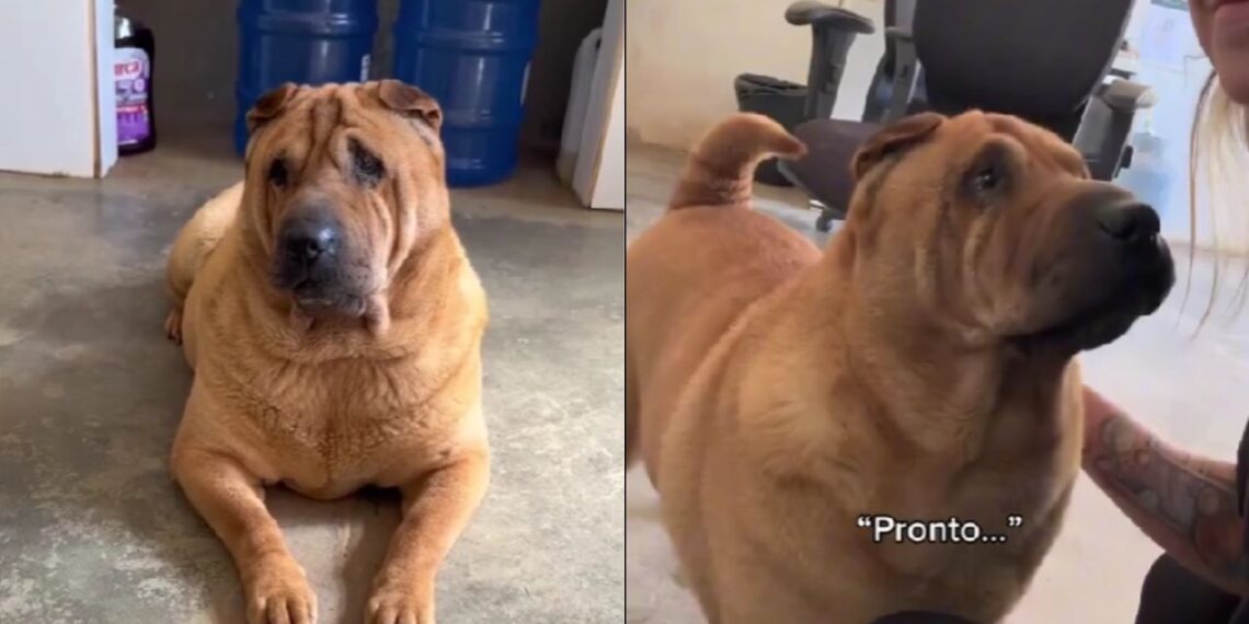 A cadela Sharpei que chegou toda arrumada para ser adotada e ninguém escolheu levar para casa