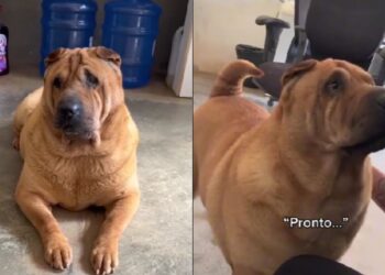 A cadela Sharpei que chegou toda arrumada para ser adotada e ninguém escolheu levar para casa