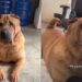 A cadela Sharpei que chegou toda arrumada para ser adotada e ninguém escolheu levar para casa
