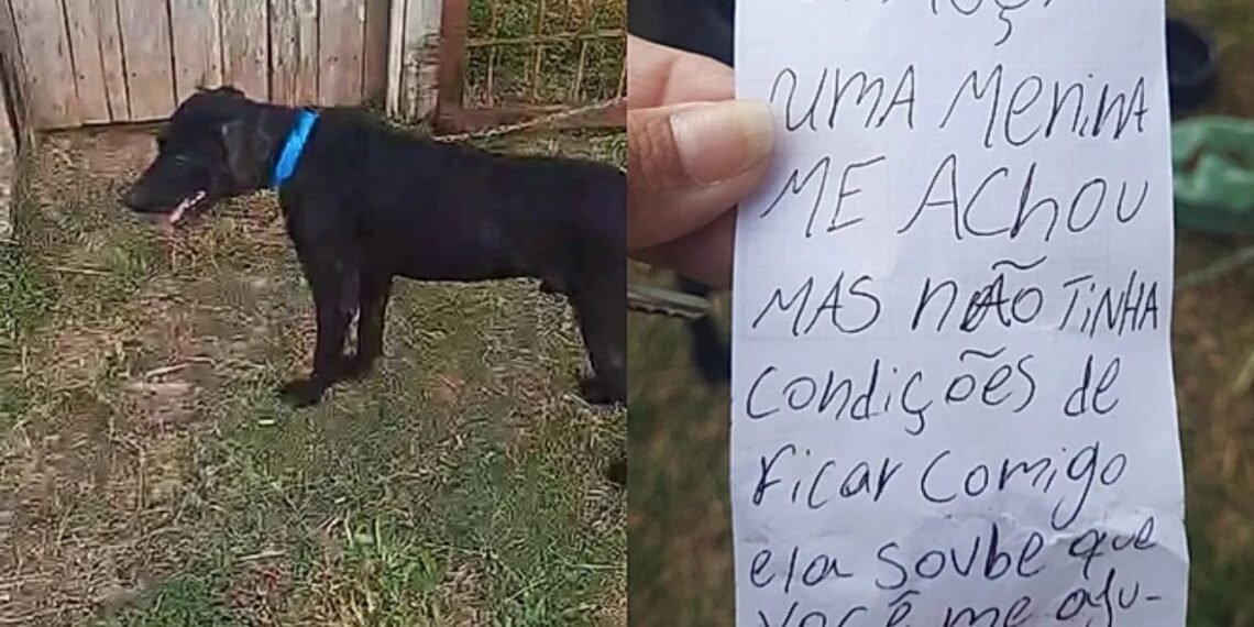 Mulher abre o portão e encontra cachorro abandonado com uma carta comovente