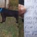 Mulher abre o portão e encontra cachorro abandonado com uma carta comovente