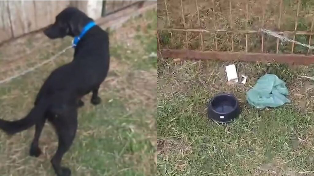 Mulher abre o portão e encontra cachorro abandonado com uma carta comovente