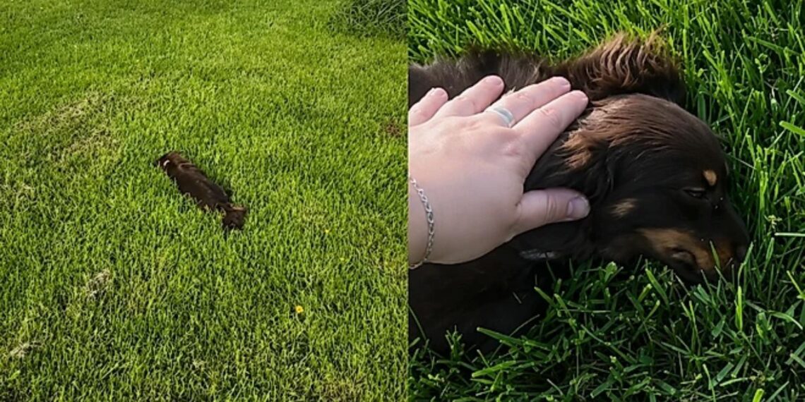 Cachorrinho narcoléptico adormece no meio da brincadeira e encanta as redes sociais