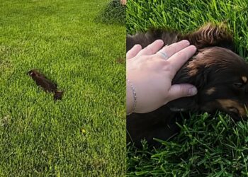 Cachorrinho narcoléptico adormece no meio da brincadeira e encanta as redes sociais
