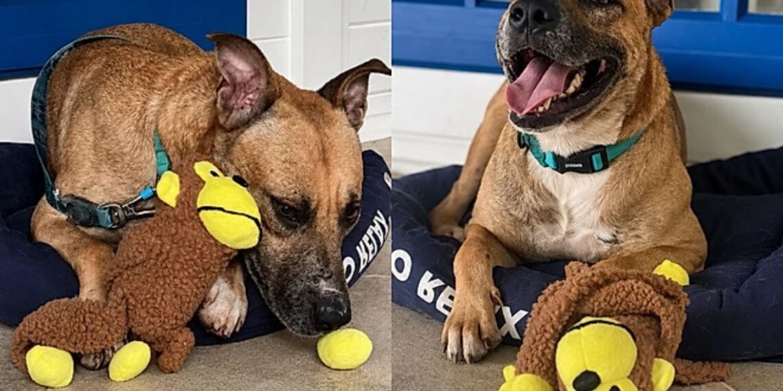 Cachorro abandonado encontra conforto em um simples brinquedo e emociona voluntários