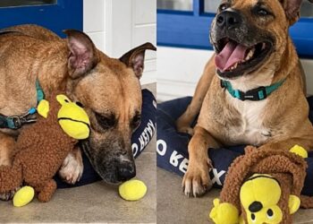 Cachorro abandonado encontra conforto em um simples brinquedo e emociona voluntários