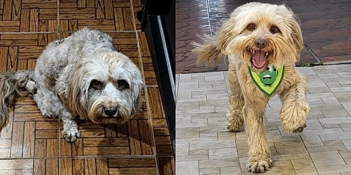 Cachorro dado como sem chances emociona ao voltar a correr após meses de reabilitação
