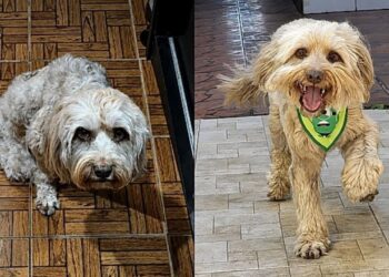 Cachorro dado como sem chances emociona ao voltar a correr após meses de reabilitação