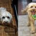 Cachorro dado como sem chances emociona ao voltar a correr após meses de reabilitação