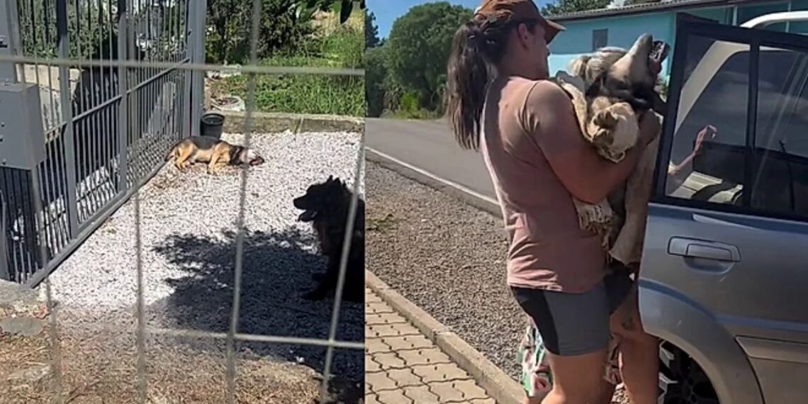 Cães abandonados sem água mobilizam voluntários e geram revolta nas redes sociais