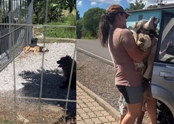 Cães abandonados sem água mobilizam voluntários e geram revolta nas redes sociais