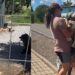 Cães abandonados sem água mobilizam voluntários e geram revolta nas redes sociais