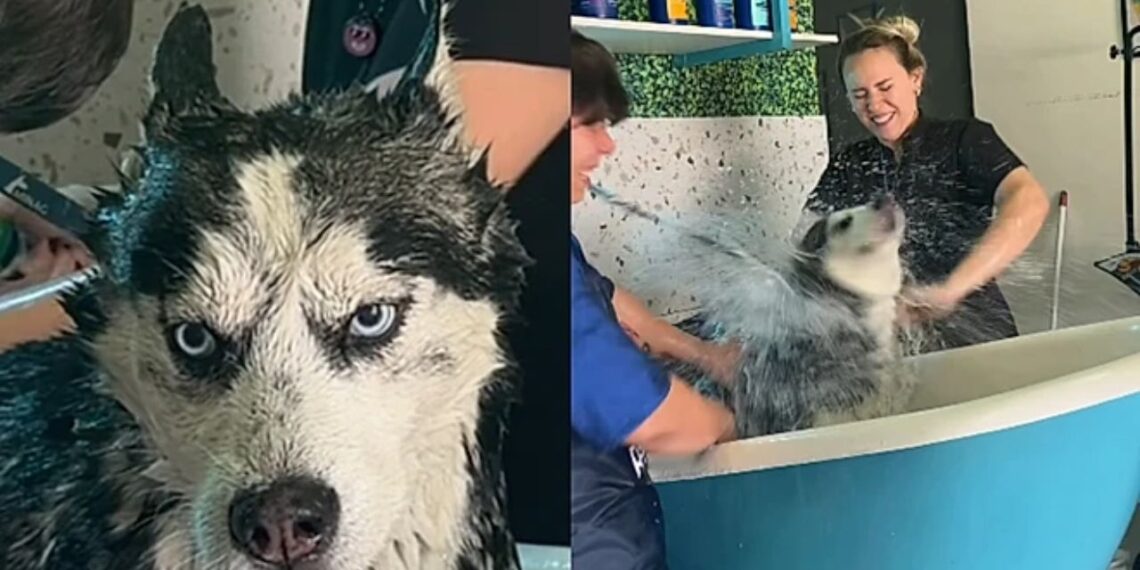 O dia em que um banho de Husky virou um dos atendimentos mais difíceis do pet shop