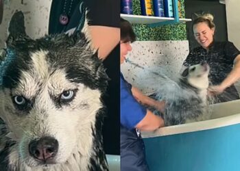 O dia em que um banho de Husky virou um dos atendimentos mais difíceis do pet shop