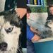 O dia em que um banho de Husky virou um dos atendimentos mais difíceis do pet shop