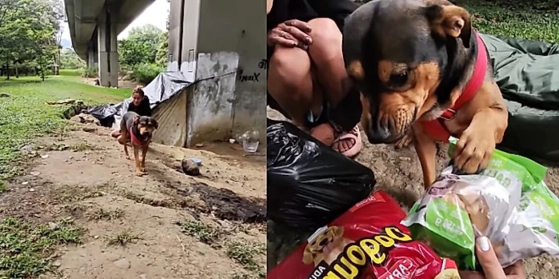 Cachorro emociona a internet ao reagir de forma inesperada após receber ajuda nas ruas