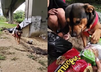 Cachorro emociona a internet ao reagir de forma inesperada após receber ajuda nas ruas