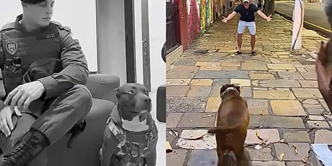 Cachorro ouve a voz do dono após meses longe e sua reação emociona milhões