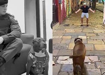 Cachorro ouve a voz do dono após meses longe e sua reação emociona milhões