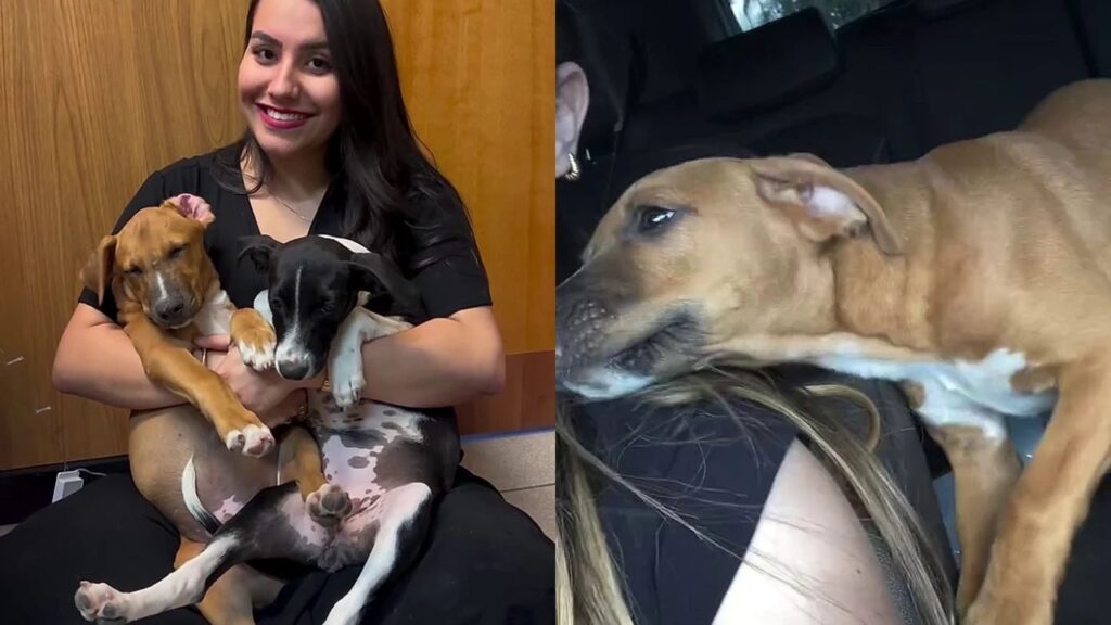 Eles ganharam um lar, mas voltaram ao canil dias depois e a reação comoveu a internet